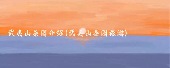 武夷山茶园介绍(武夷山茶园旅游)